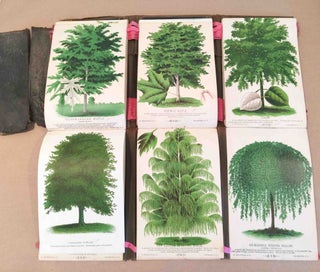 Horticulture and Pomology Lithographs Salesman's Catalog Brookside Nurseries Johnson & Hanna No. 18